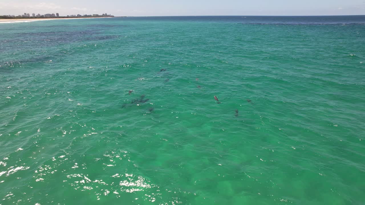 Bottlenose Dolphins Swimming In NSW, Australia - Aerial Drone Shot