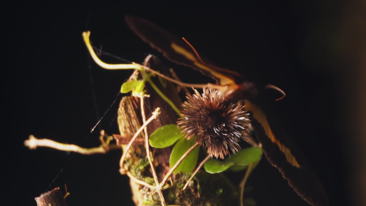 암컷을 유인하기 위해 농어 꼭대기에서 보여주는 갈색 주둥이 나방의 재미있는 털이 많은 냄새 기관을 닫습니다