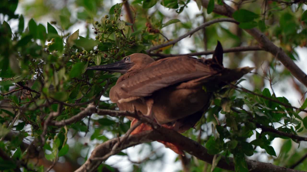 un morfo oscuro, adulto de patas rojas se sienta en la rama de un árbol en little cayman en las islas caimán