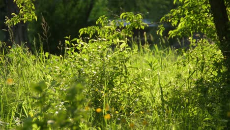 prado verde con luz del sol