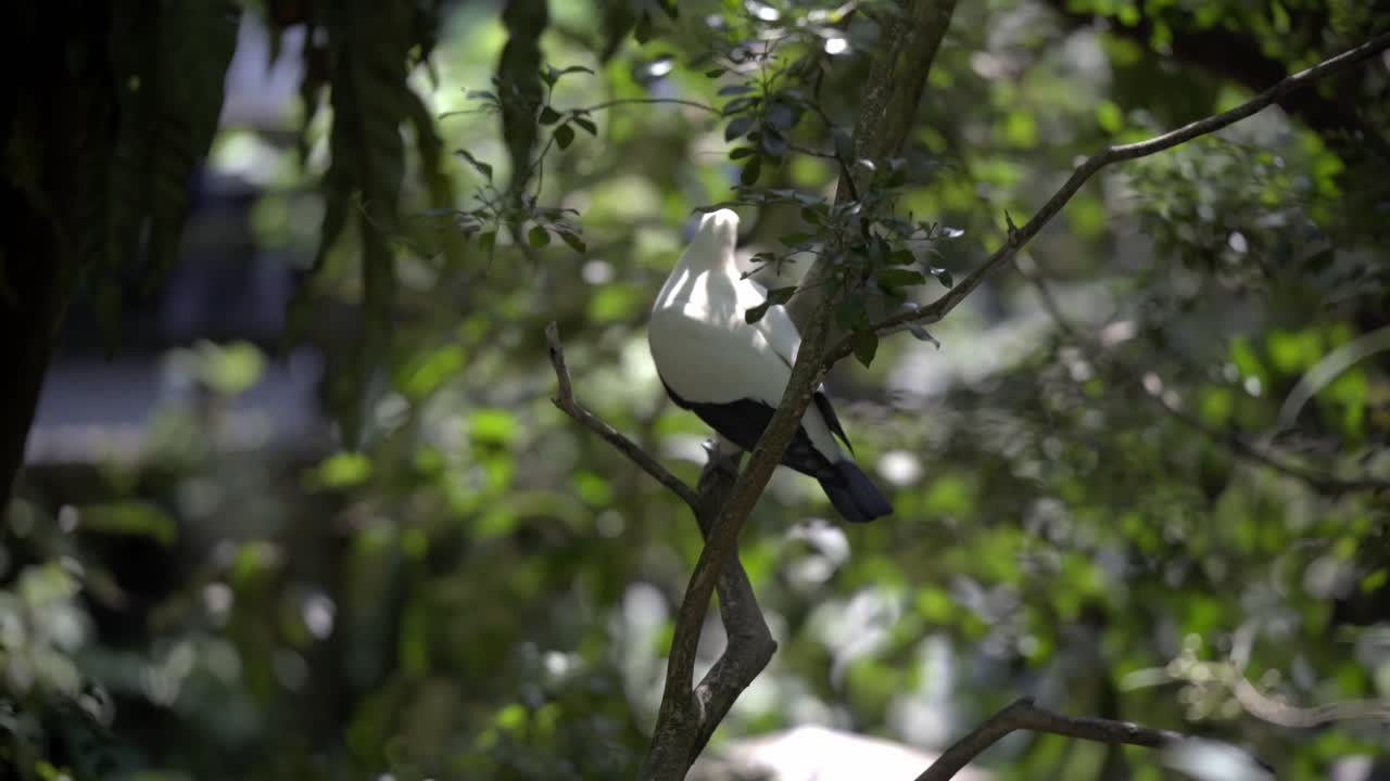 Pied Imperial Pigeon Bird Jumping between a few branches