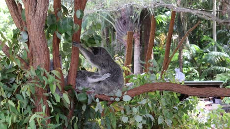koala moves and settles in a lush tree