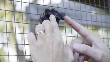 Human-hands-gently-stroking-monkey-paw-through-cage-wire-mesh-feeling-massage