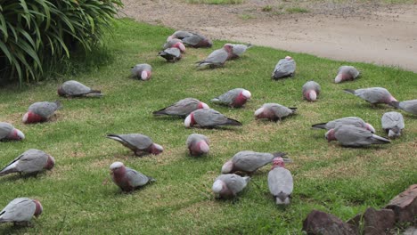 Rosakakadus-Fressen-Und-Grasen-Auf-Gras,-Garten,-Australien,-Maffra,-Gippsland,-Victoria