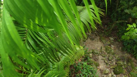 interior del bosque tropical, fondo natural de una selva tropical en américa del sur