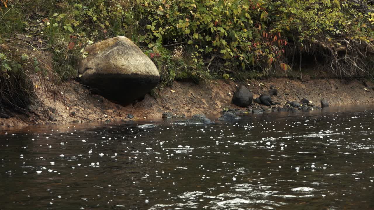 río de desove de peces, rocoso poco profundo con una gran corriente