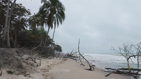 Playa-De-Arena-Tropical-Con-Palmeras,-Playa-Palomino-En-Colombia-En-La-Costa-Caribeña