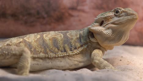 4k video of a bearded dragon with close up details of its facial features, skin texture, and eye movement - july 12, 2019