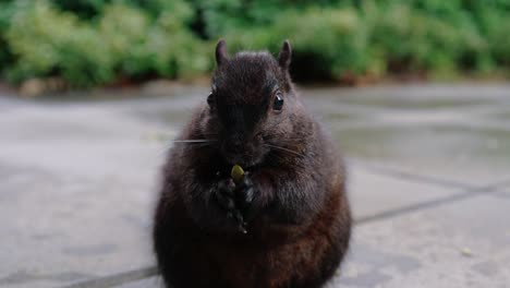 Niedliches-Eichhörnchen,-Das-Nüsse-Auf-Dem-Boden-Im-Hinterhof-Frisst