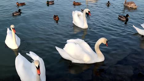 ducks and swans waiting for food at a lake