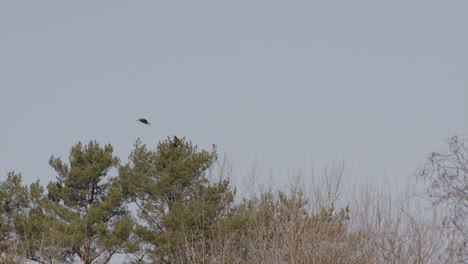 white-tailed sea eagle persistently mobbed by a hooded crow, sweden, wide shot