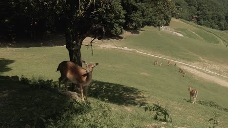 Ciervo-Libre-Comiendo-Hierba-En-Un-Campo-Natural