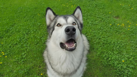 close up of an alaskan malamute looking up