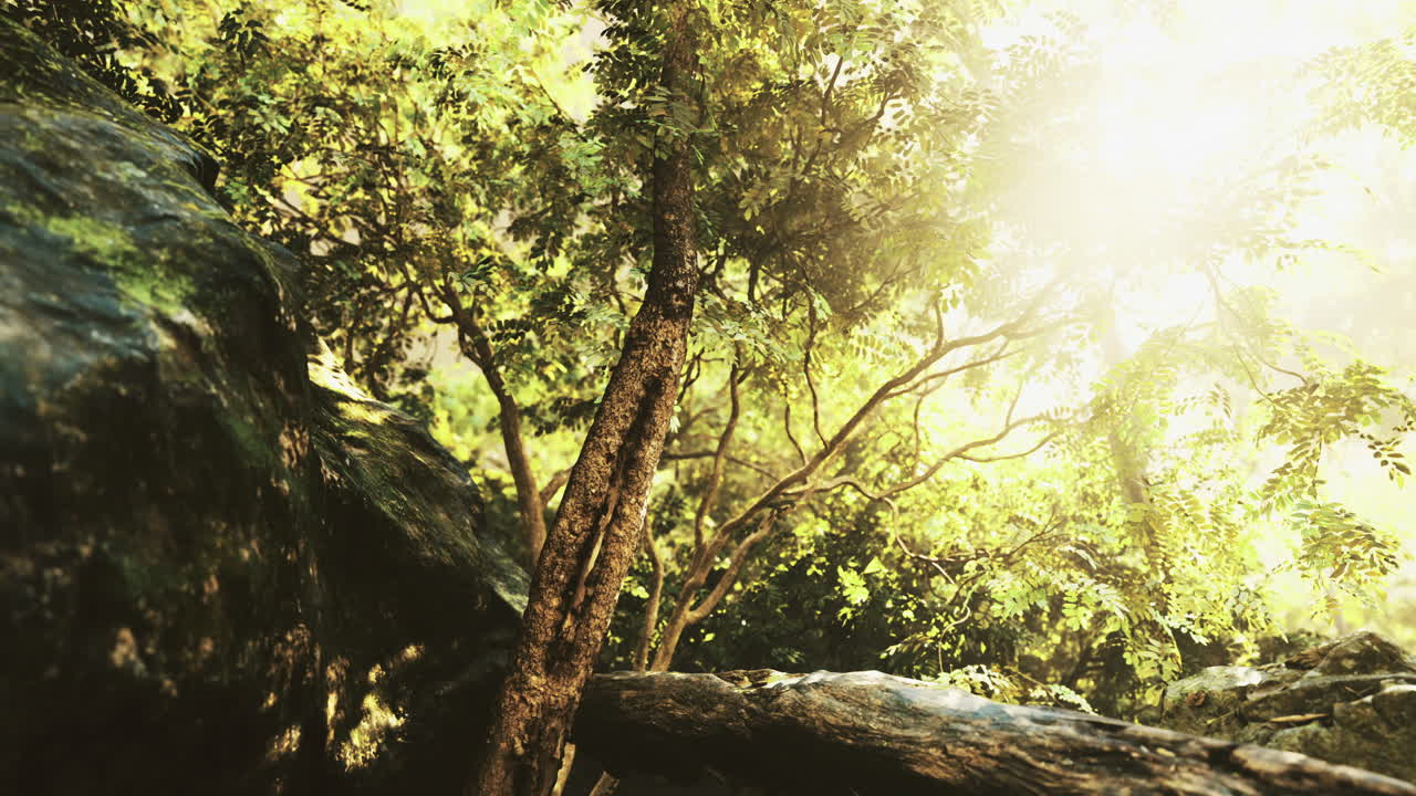 Sunlit Forest Scene with Trees and Rocks