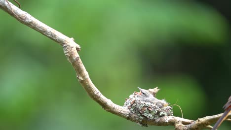 Wunderschöne-Kleine-Minivet-Küken-Warten-Im-Nest-Darauf,-Dass-Ihre-Eltern-Futter-Bringen