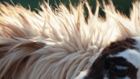 close-up of a llama's fur