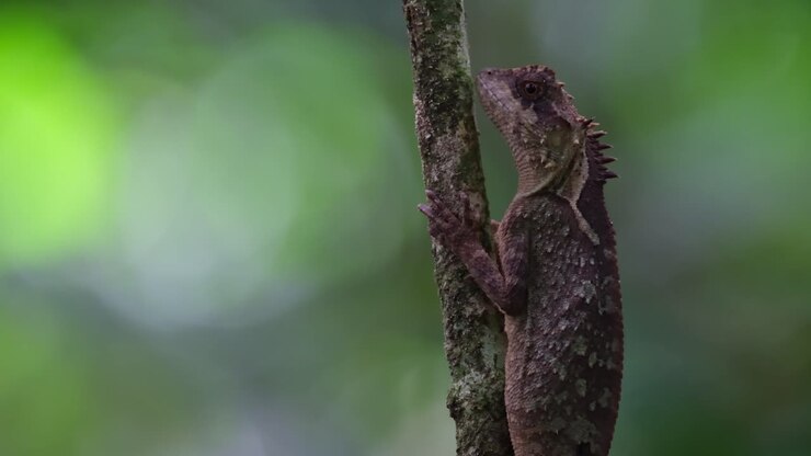 Skov i baggrunden som bokeh, mens dette individ er fanget i et portræt, der bevæger sit venstre øje, Skælbuget træfirben Acanthosaura lepidogaster, Thailand