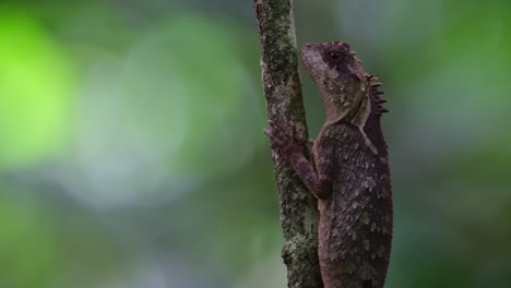 Forest-moves-in-the-background-as-a-bokeh-while-this-individual-is-captured-in-a-portrait-moving-its-left-eye,-Scale-bellied-Tree-Lizard-Acanthosaura-lepidogaster,-Thailand