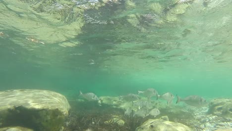 underwater view of a school of sea bream fish.