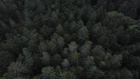 Luftdrohne-Von-Oben-Nach-Unten-über-Dunklem,-Immergrünem-Wald,-Langsame-Bewegung,-Weicher-Winkel-4k