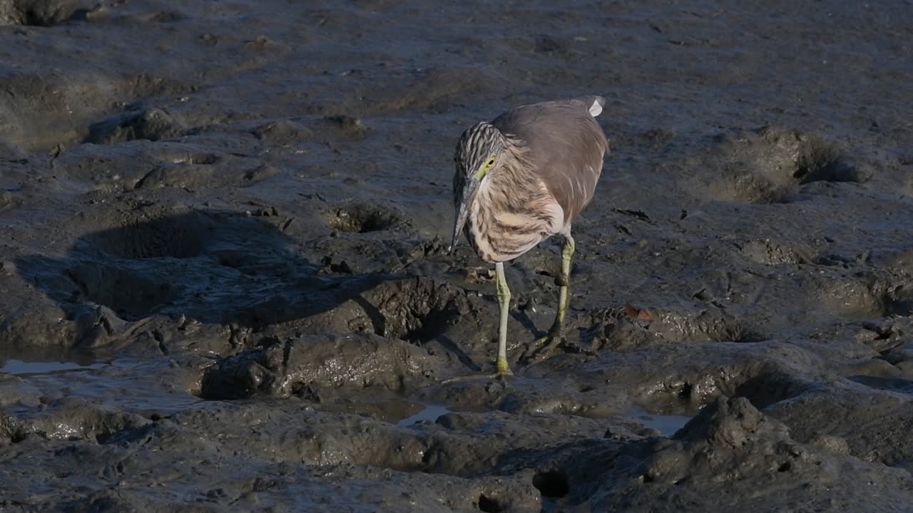 계절에 따라 다른 깃털을 표시하는 태국에서 발견되는 연못 왜가리 중 하나