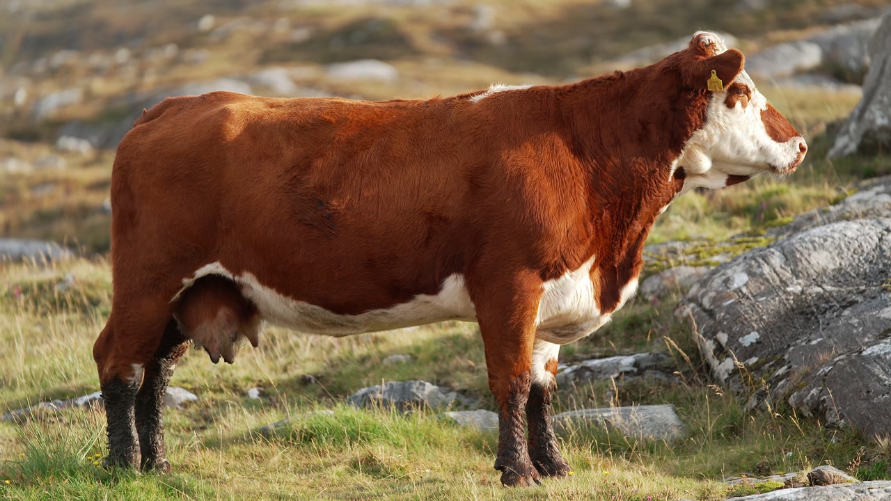 Shot of a Hereford cow standing on a rocky croft on the Isle of Harris.