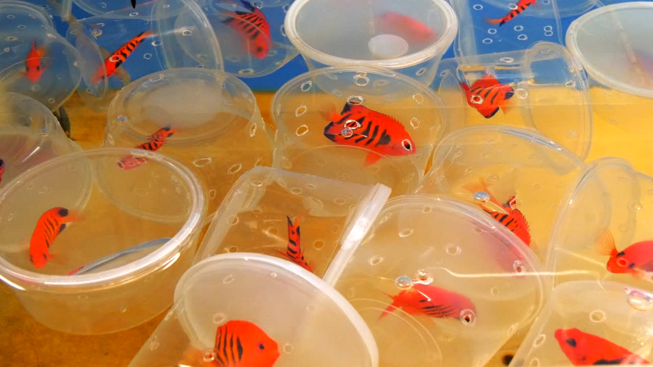 열대 어류 도매업자