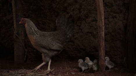 Chicken-with-baby-chicks,-animal-portrait