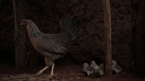 chicken with baby chicks, animal portrait