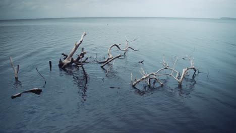 Ramas-De-árboles-Que-Yacen-En-El-Agua-De-Un