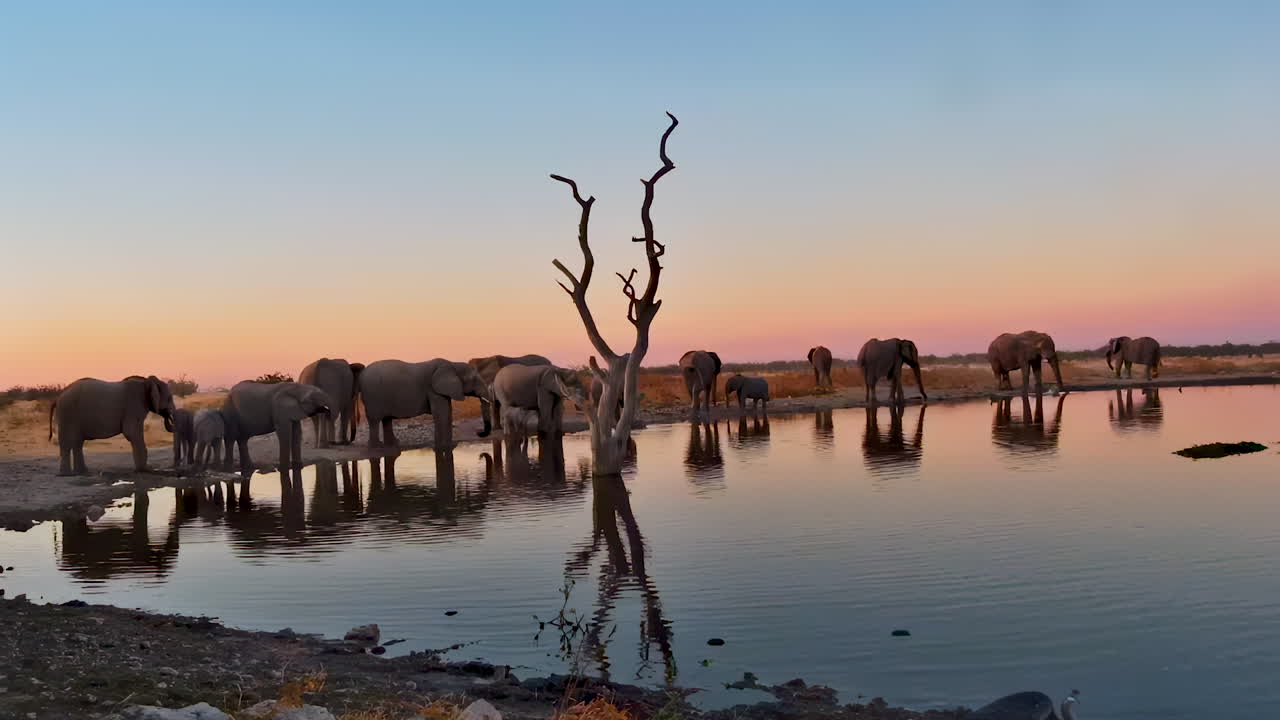 A beautiful silhouette of an elephant herd drinking at a watering hole at sunset
