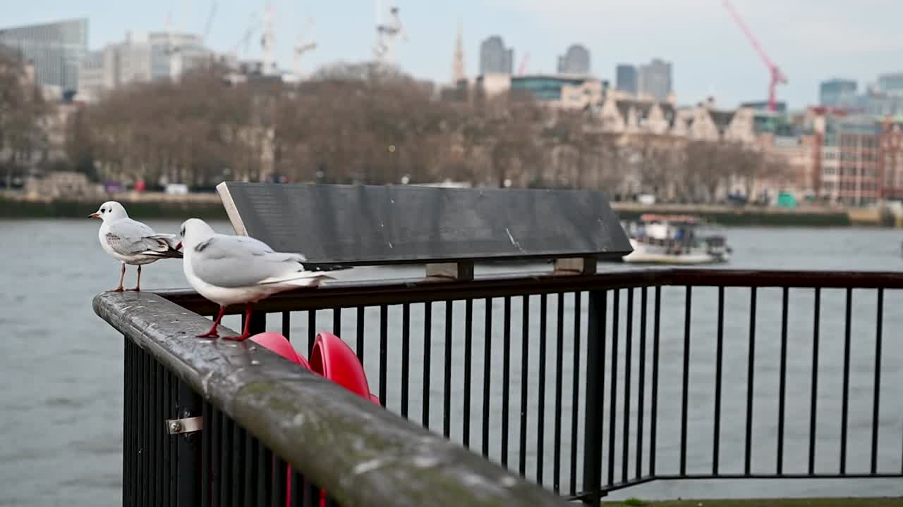 Multiple birds in Southbank, London