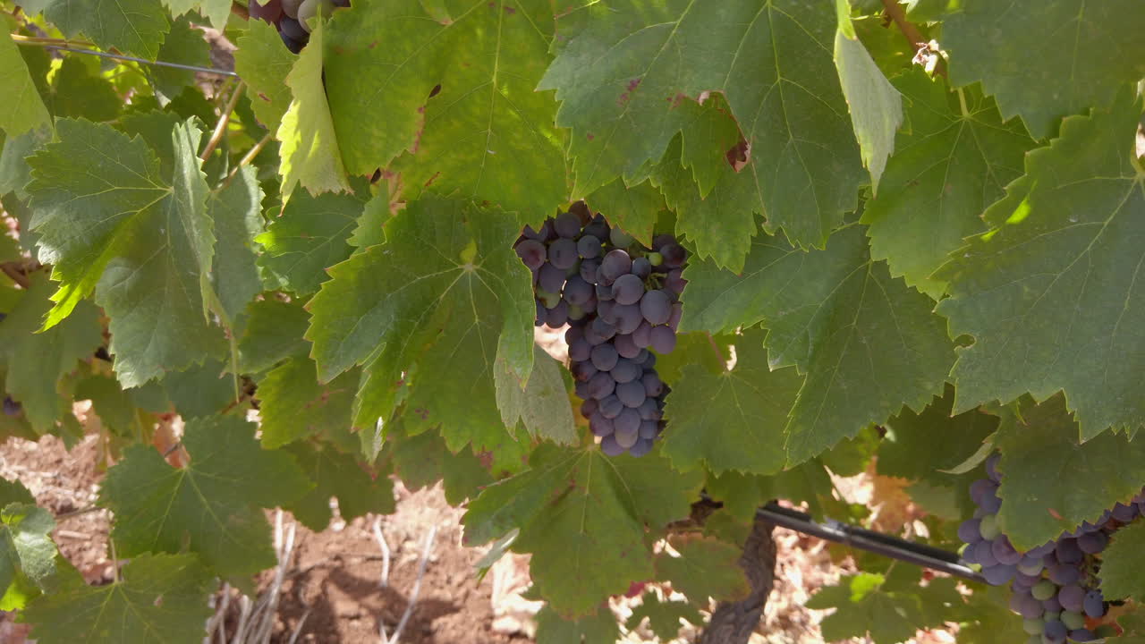 uvas rojas en una vid entre hojas exuberantes en un viñedo durante el verano