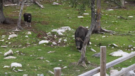 Nahaufnahme-Eines-Ausgewachsenen-Und-Kalbigen-Moschusochsen,-Der-In-Einem-Zoo-In-Schweden-Spazieren-Geht