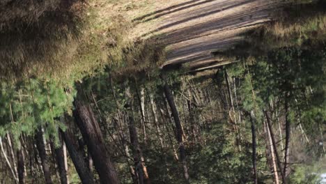 Turning-shot-of-dirt-path-in-forest-nature-landscape