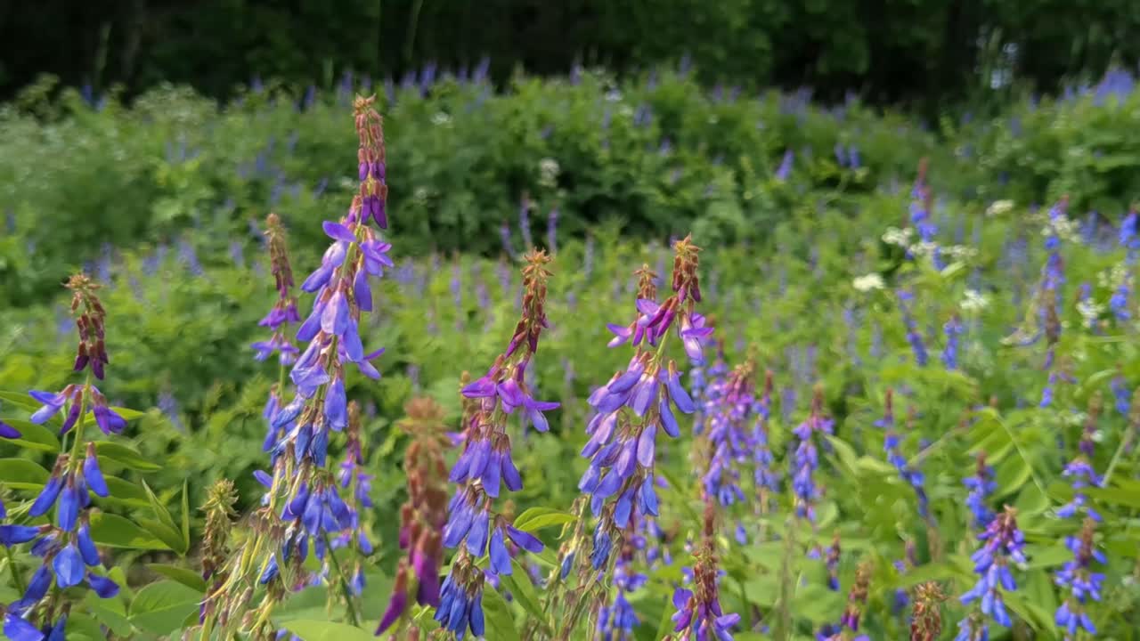 Lilac flowers growing in field, Galega orientalis