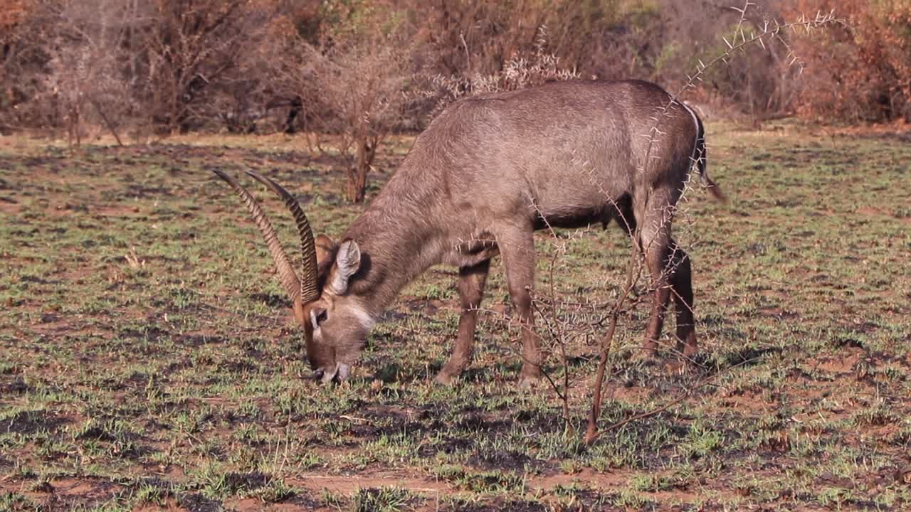 antelope macho pastando en la sabana arbolada