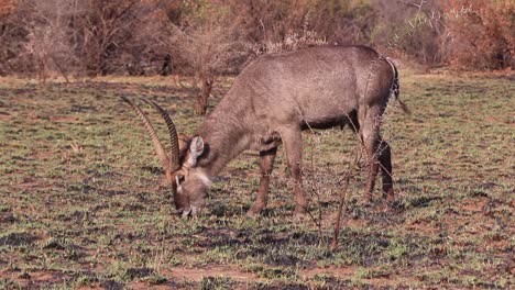 Männlicher-Wasserbock,-Der-Im-Buschfeld-Weidet