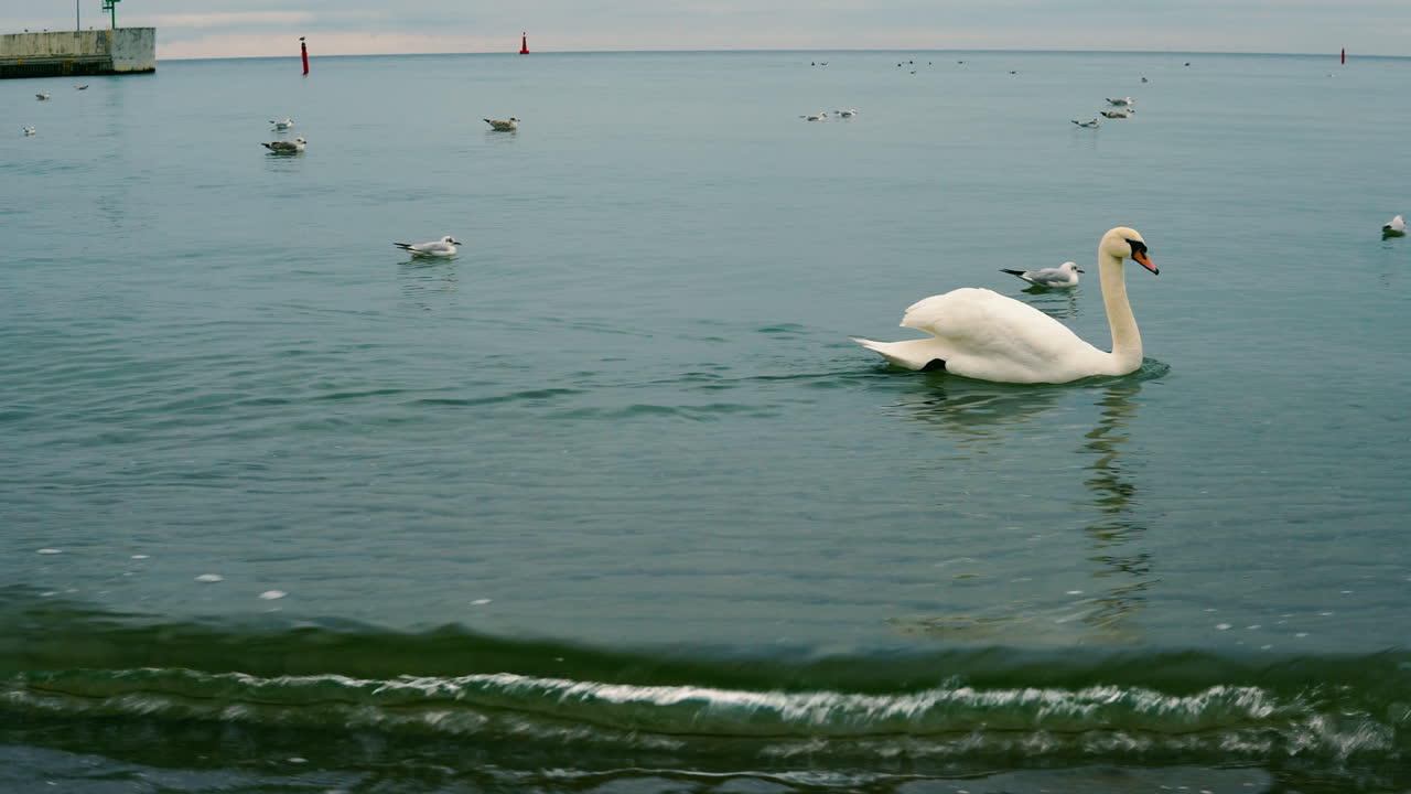Lonely swan swan swimming in the calm sea, a few ducks around