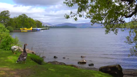 Patos-Deambulan-Por-La-Orilla-Del-Lago-Lomand-Escocia-1