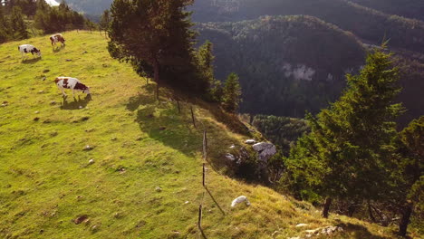 Luftaufnahme-Drohne-Kühe-Auf-Dem-Berg-Schöne-Ansicht-Zum-Vierwaldstättersee,-Berg-Rigi-Und-Buergerstock-Vom-Pilatus,-Schweizer-Alpen,-Zentralschweiz