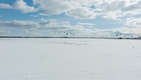 aerial establishing view of a large flock of bean goose taking up in the air, snow covered agricultural field, sunny winter day, bird migration, wide drone shot moving forward low