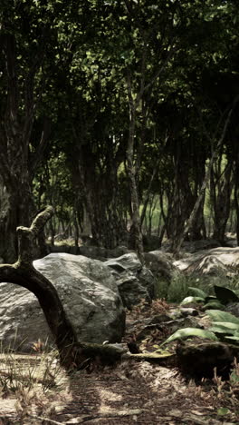 dense forest path with rocks