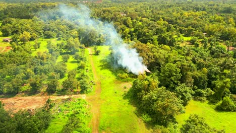 greenery-forest-bird-eye-view