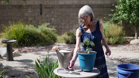 an aging old woman planting an organic tomato plant with gardening tools in a sunny backyard slow motion