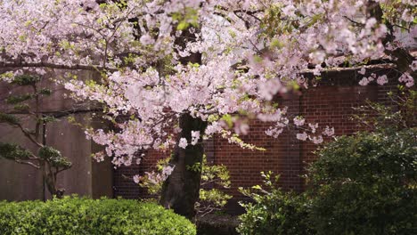 Tiro-De-Flores-De-Cerezo-Están-Revoloteando-En-La-Suave-Brisa-En-El-Jardín-Durante-El-Día