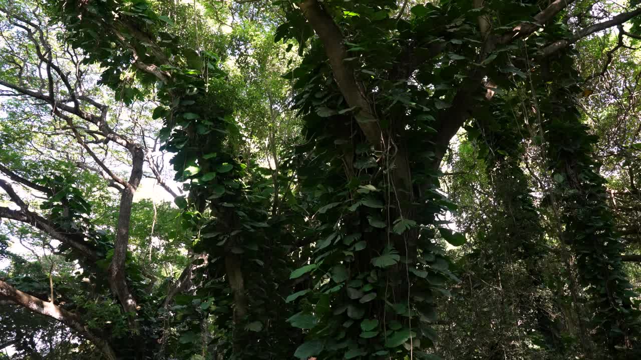 Pengambilan gambar geser melalui hutan rimba