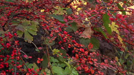 pan right view of autumnal plant with bunches of red berries in garden