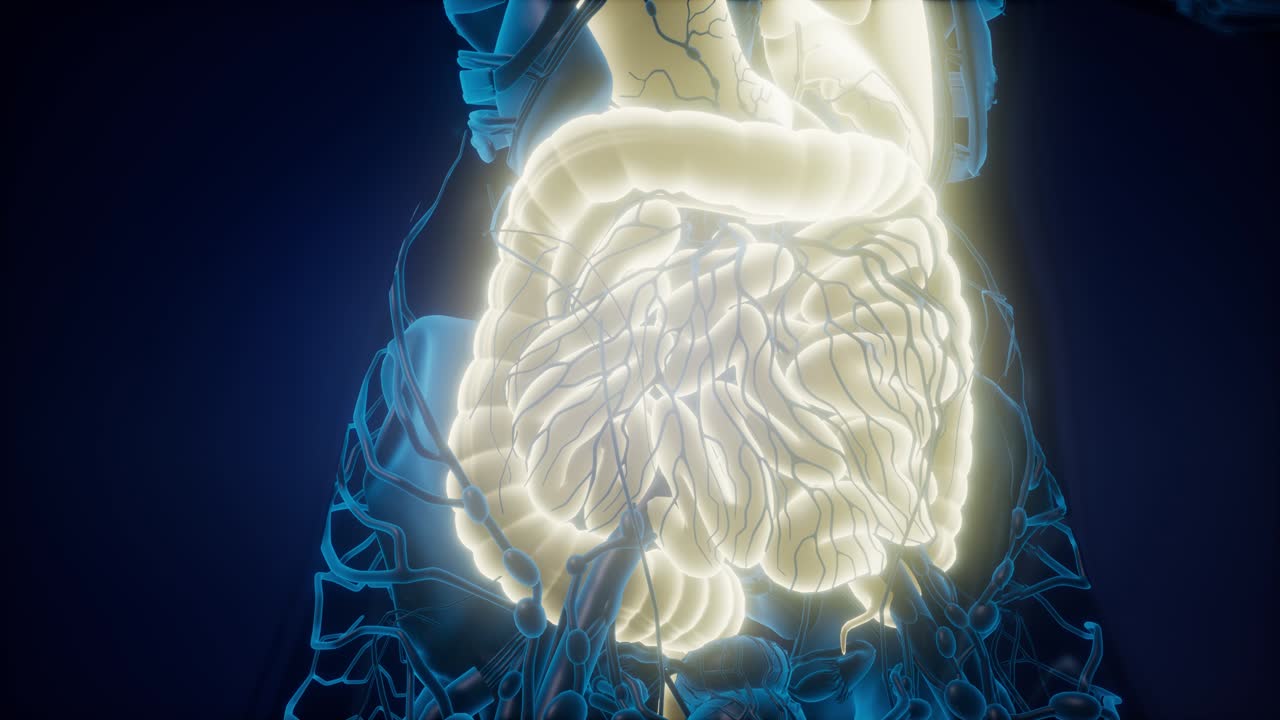 cuerpo humano con sistema digestivo visible
