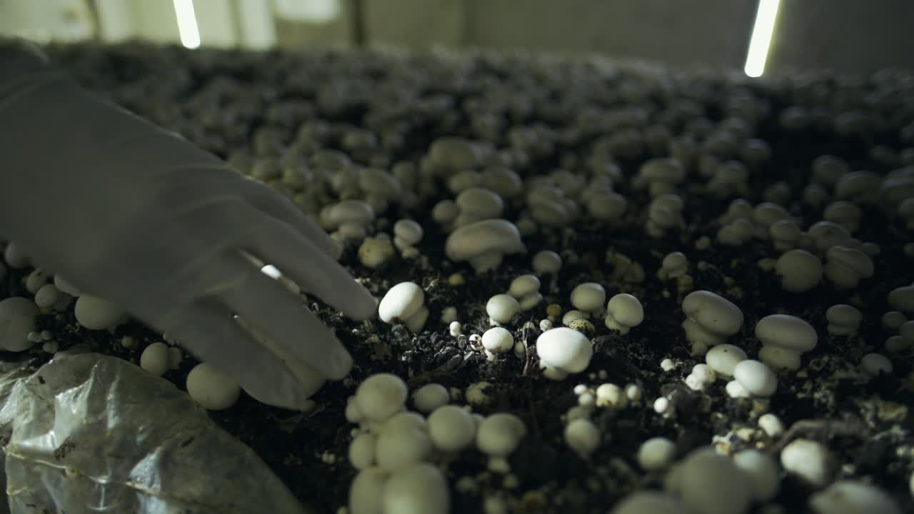White champignon mushrooms harvest